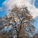 The grand tree by peadar