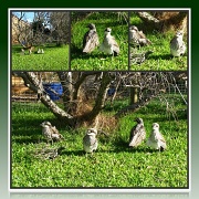 16th Feb 2012 - Baby Curlews