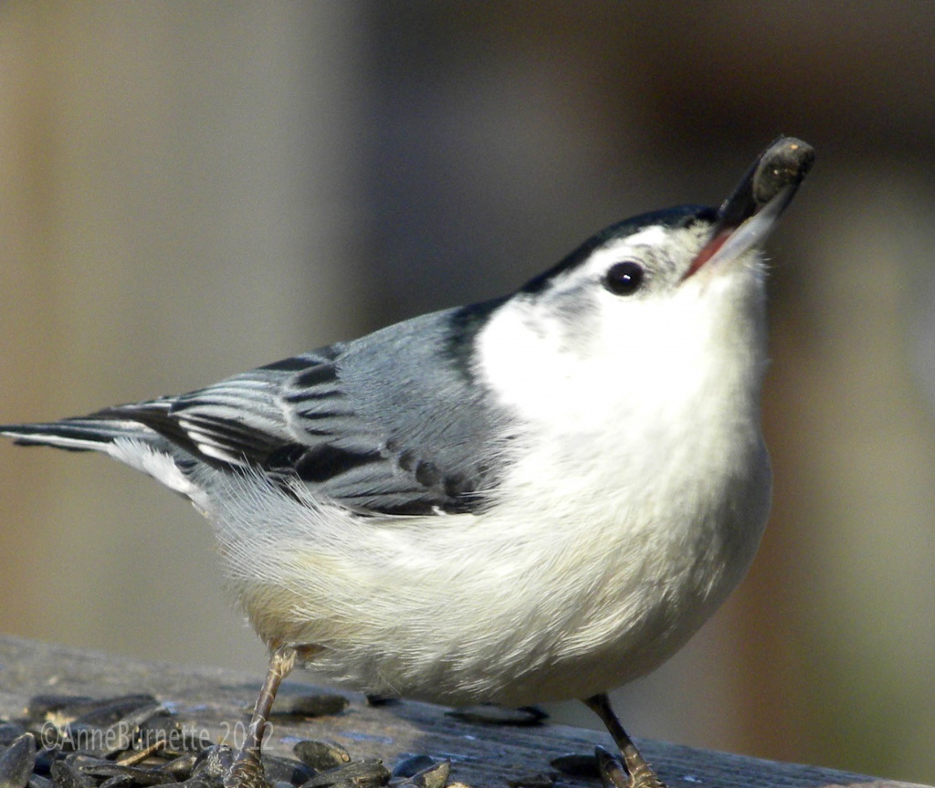 The Nuthatch Stretch by sunnygreenwood
