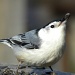 The Nuthatch Stretch by sunnygreenwood