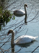 19th Feb 2012 - Swan Lake