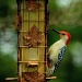 Red Bellied Woodpecker by vernabeth