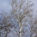 Mighty Birch Tree by herussell