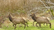 19th Feb 2012 - Startled Elk