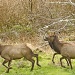 Startled Elk by jgpittenger