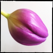 19th Feb 2012 - Tulip