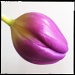 Tulip by mastermek