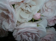 19th Feb 2012 - Roses