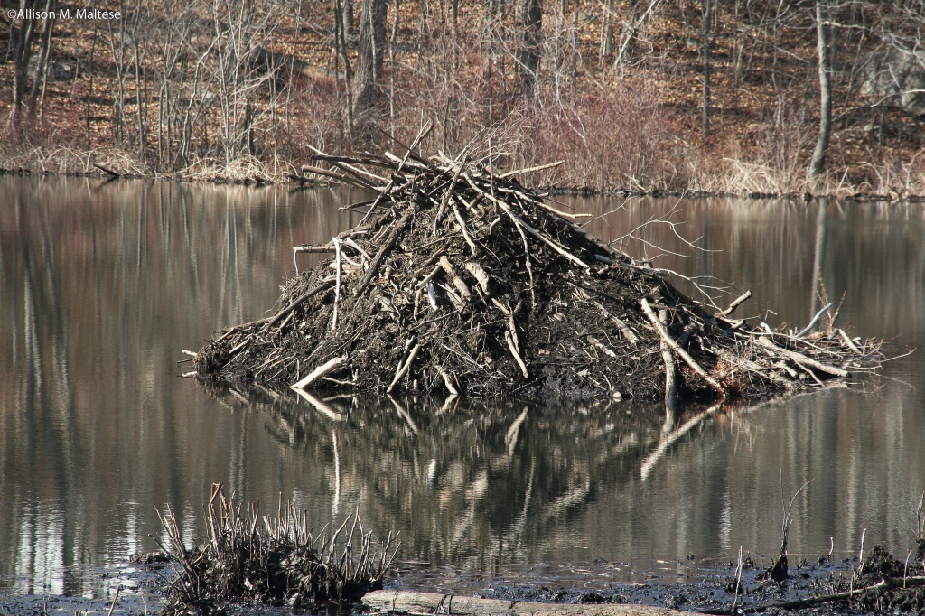 Beaver House by falcon11