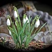 Snowdrops by daffodill