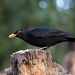 Black Bird by natsnell