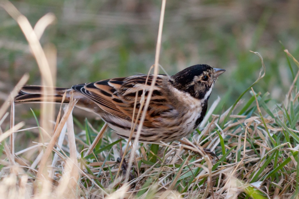 Reed Bunting by natsnell