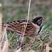 Reed Bunting by natsnell