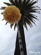 19th Feb 2012 - Truffula Tree