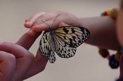 19th Feb 2012 - Butterflies are free again