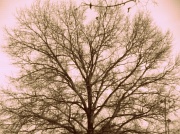 19th Feb 2012 - Tree