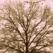 Tree by mej2011