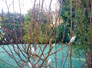 19th Feb 2012 - Magnolia buds on a frosty  morning 