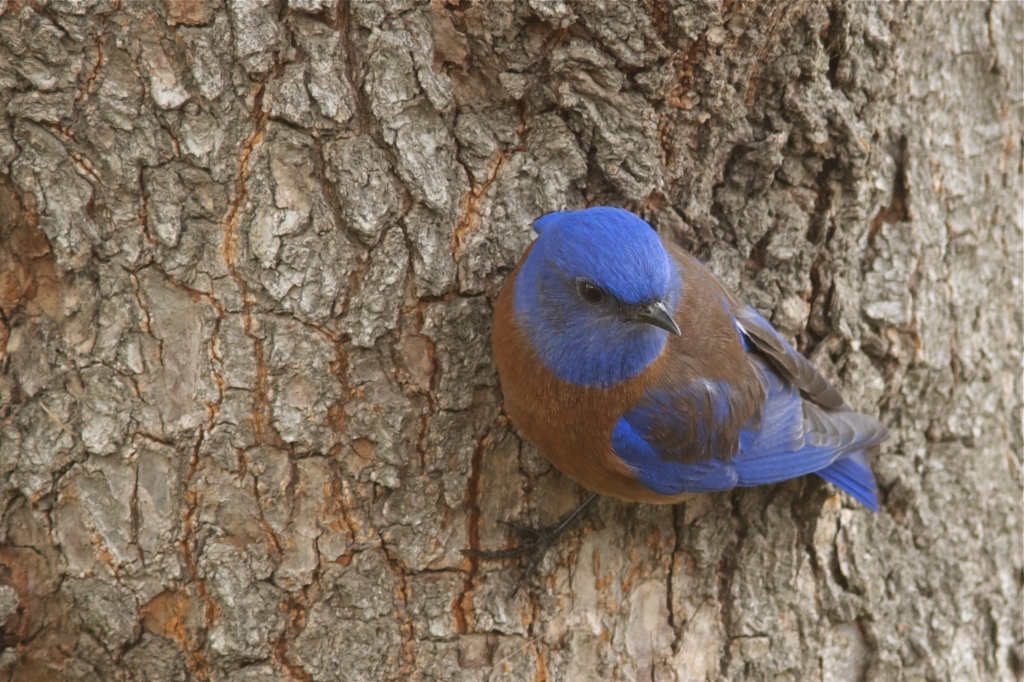 Mr. Bluebird by robv