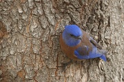 19th Feb 2012 - Mr. Bluebird