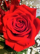 18th Feb 2012 - Rose