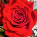 Rose by dakotakid35