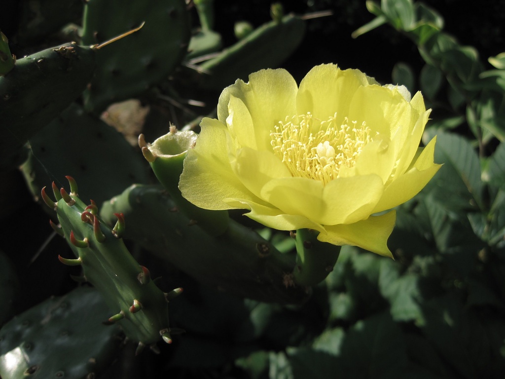 Cactus Flower by allie912
