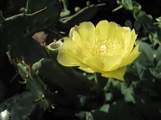 4th Jun 2010 - Cactus Flower