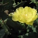 Cactus Flower by allie912