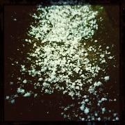 20th Feb 2012 - Is it salt, is it candy?