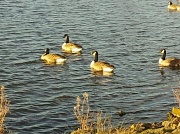 19th Feb 2012 - Canadian Geese