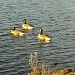Canadian Geese by clairecrossley
