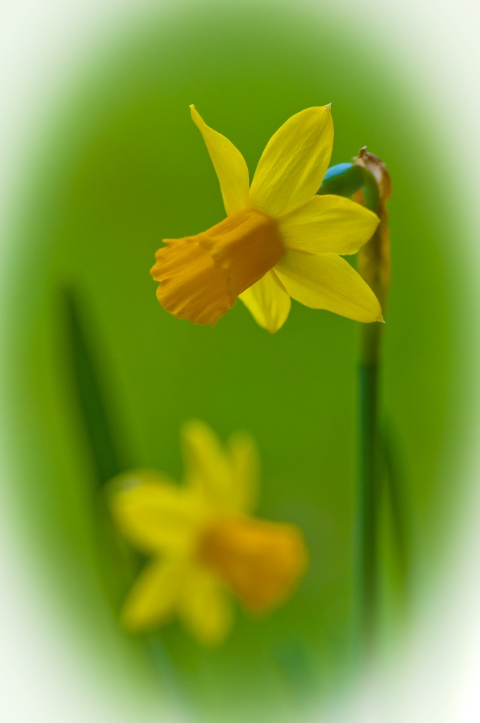 Regeneration 04 ~ Victorian Daffodils by seanoneill