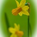 Regeneration 04 ~ Victorian Daffodils by seanoneill