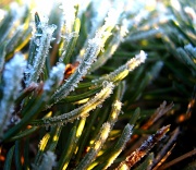 21st Feb 2012 - pine crystalized