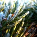 pine crystalized by myhrhelper