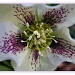 365-51 Hellebore at Anglesey Abbey by judithdeacon