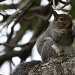 Squirrel eating jacaranda pods by eleanor