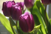 20th Feb 2012 - Tulips