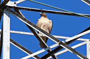 19th Feb 2012 - Northern Harrier Hawk