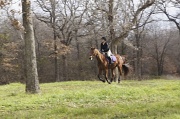 20th Feb 2012 - Horse and Rider