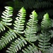 fern by blightygal