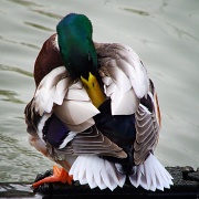 21st Feb 2012 - sleeping duck