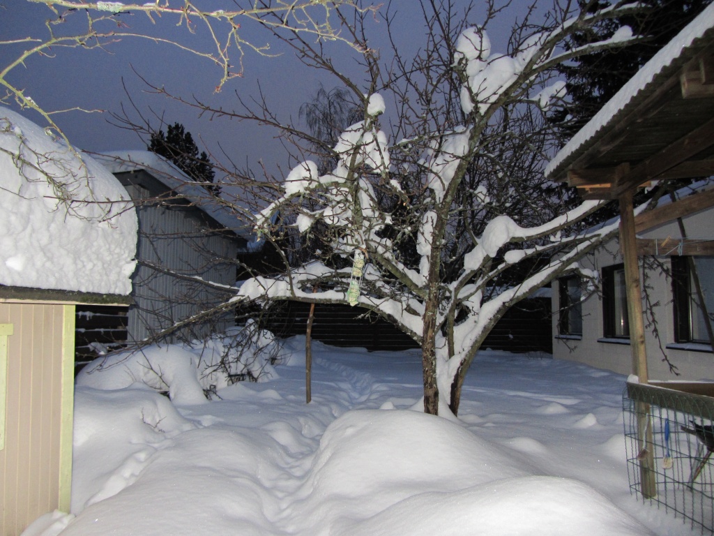 Snow in the yard IMG_3773 by annelis