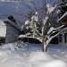 Snow in the yard IMG_3773 by annelis