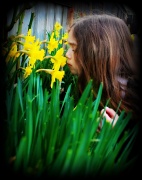 20th Feb 2012 - Smelling the Daffodils
