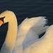 Swan's glow by busylady