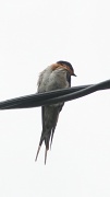 21st Feb 2012 - The Bird