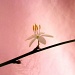 Little flower by berend