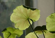 21st Feb 2012 - Backlit Geraniums